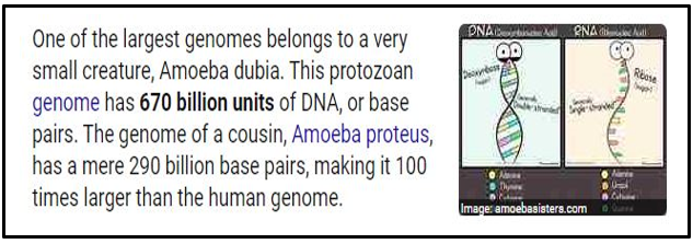 AMAEBA PROTEUS.png